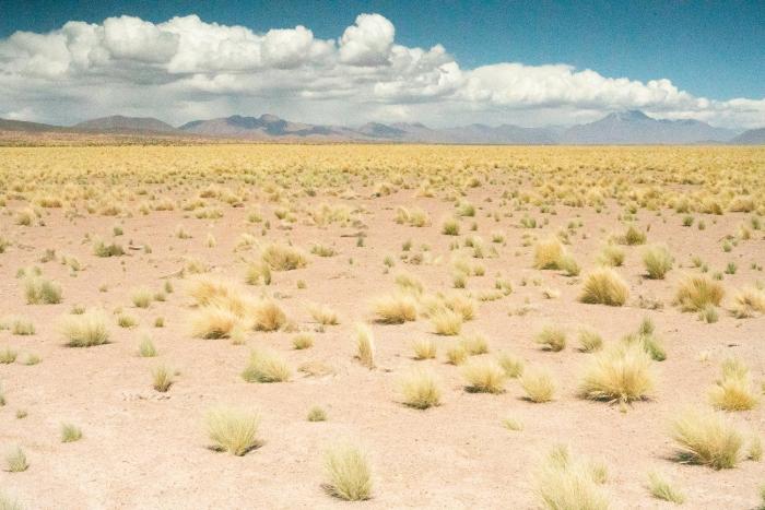 fauna hotel atacama