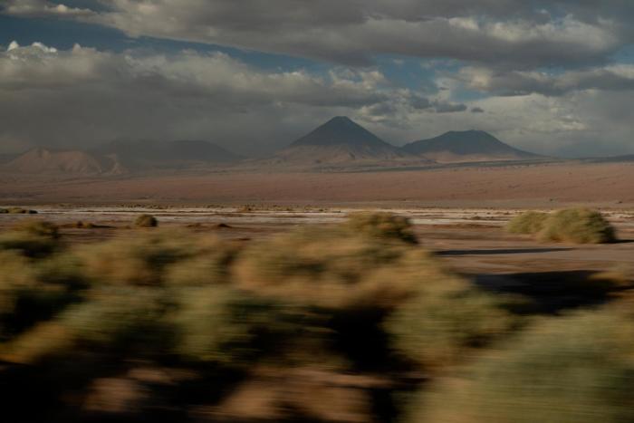 fauna hotel atacama
