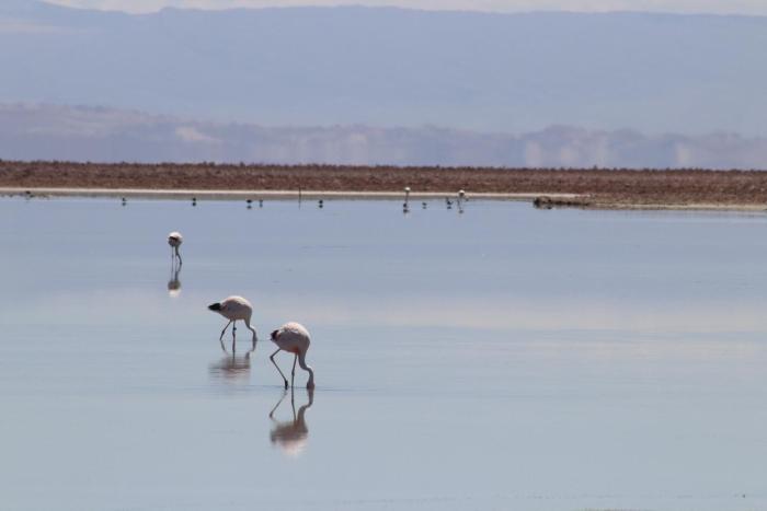 fauna hotel atacama