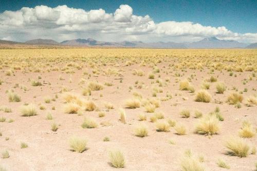 fauna hotel atacama