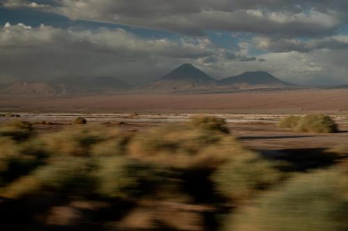 fauna hotel atacama