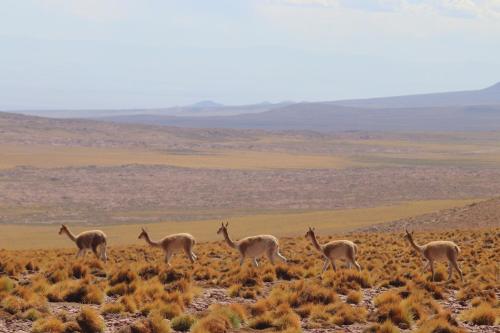 fauna hotel atacama