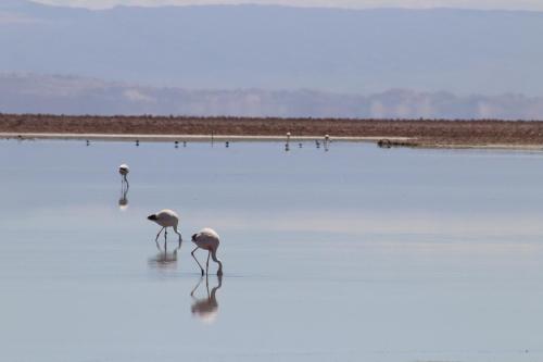 fauna hotel atacama