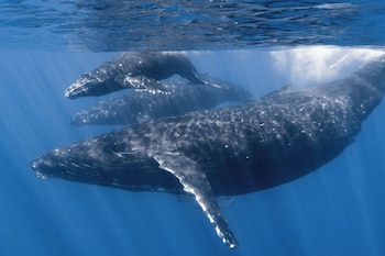 ballena mirissa