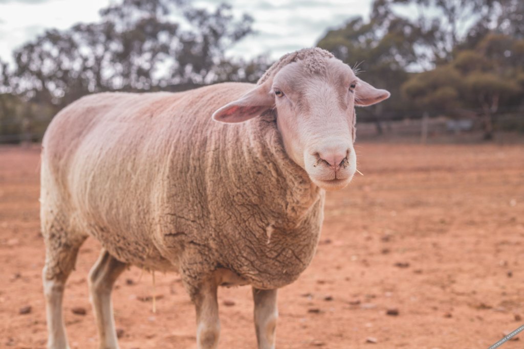 canvs by cabn seppeltsfield barossa