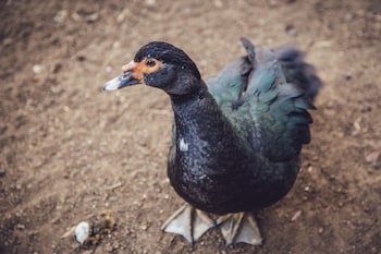 Hotel Guanxi,Monte Verde>>Camanducaia,4 star