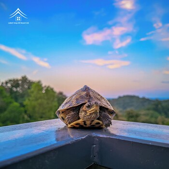 labah tong hill resort bandarban