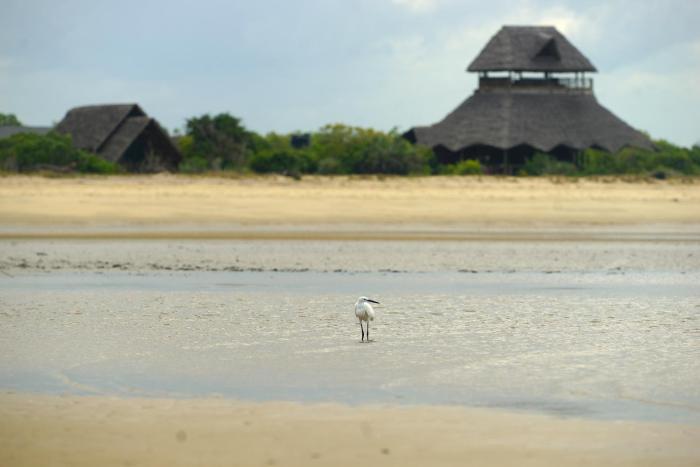 saadani