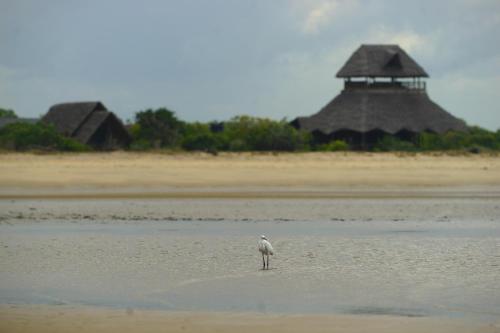 saadani beach camp