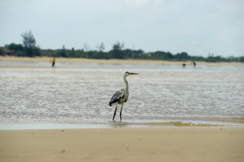 saadani
