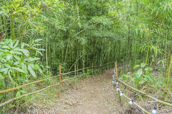the legend of dragon tea suoi giang