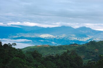 the legend of dragon tea suoi giang