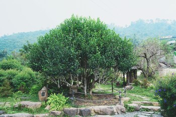 the legend of dragon tea suoi giang
