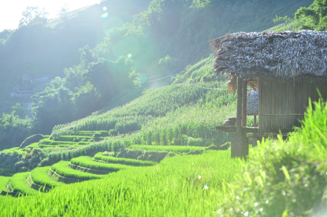 eco palms house sapa retreat