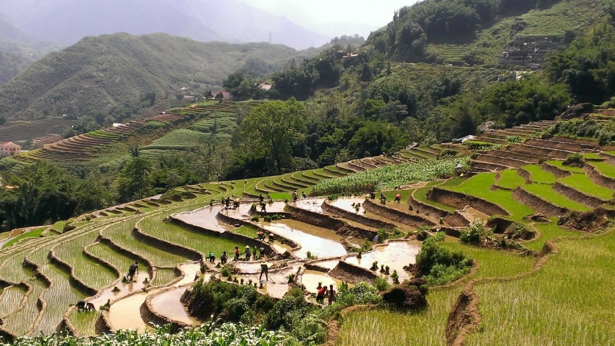 eco palms house sapa retreat