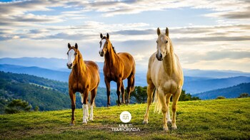 Linda Casa Em Estilo Germanico Em Rancho Queimado,,4 star