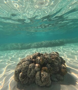 praveg atolls thinnakara lakshadweep