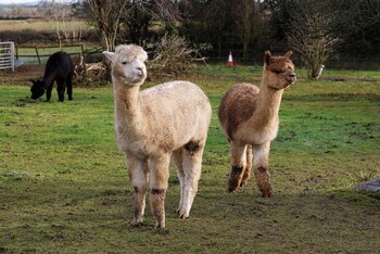 bathway farm