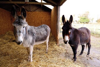bathway farm
