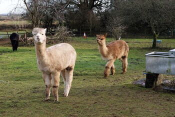 bathway farm