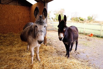 bathway farm