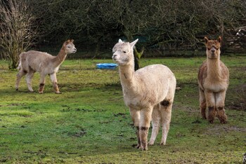bathway farm