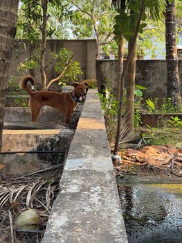 sadachandra home stay