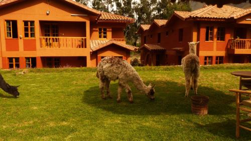 tierra viva ollantaytambo