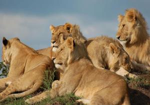 Aa Lodge Masai Mara,Near Sekenani Reserve Headquarters,3 star