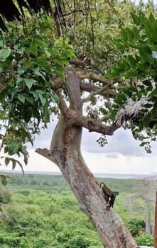Monkey Mountain Lodge,,3 star