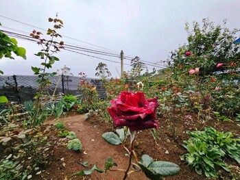 nuwara eliya