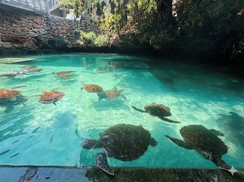 nungwi turtle cave resort