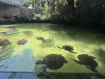 nungwi turtle cave resort