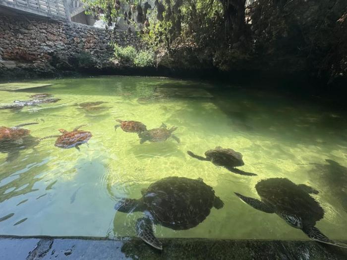 nungwi turtle cave resort