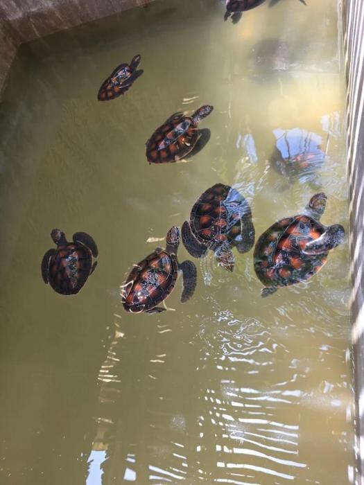 nungwi turtle cave resort