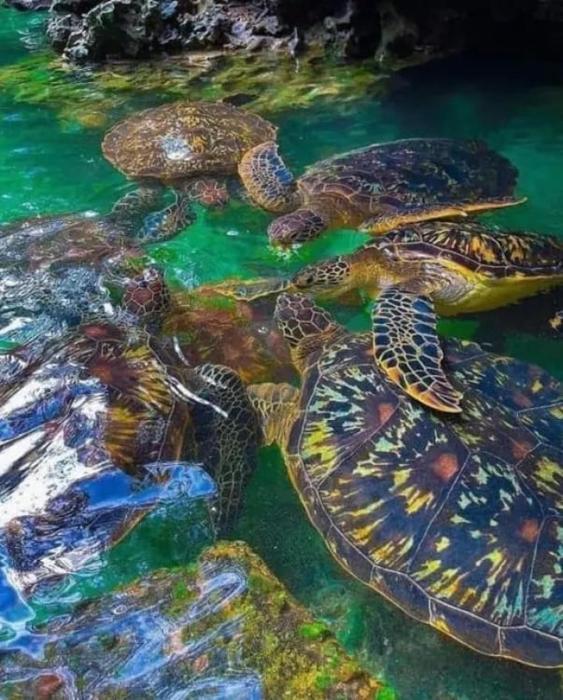 nungwi turtle cave resort