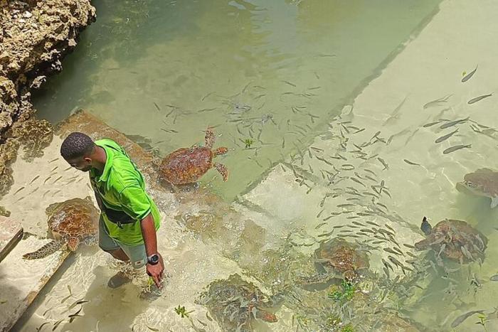 nungwi turtle cave resort