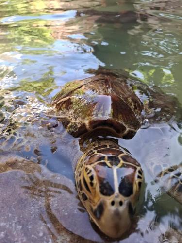 nungwi turtle cave resort