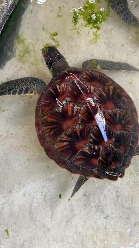 nungwi turtle cave resort