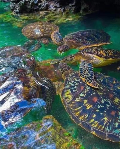 nungwi turtle cave resort
