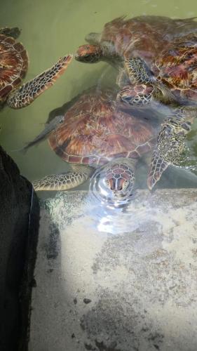 nungwi turtle cave resort
