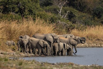 anantara tented camp kafue river