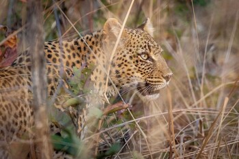 anantara tented camp kafue river