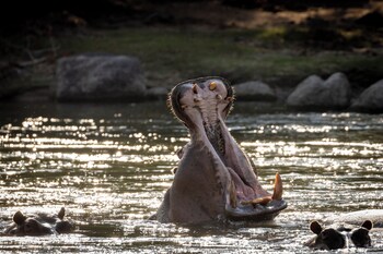 anantara tented camp kafue river