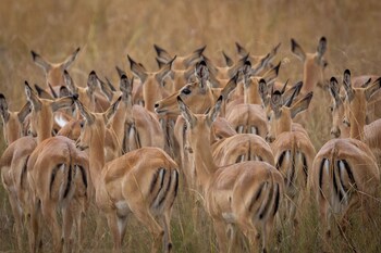 anantara tented camp kafue river