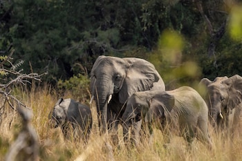anantara tented camp kafue river