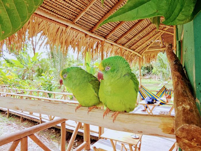 paroa amazon lodge