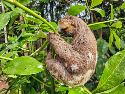 paroa amazon lodge