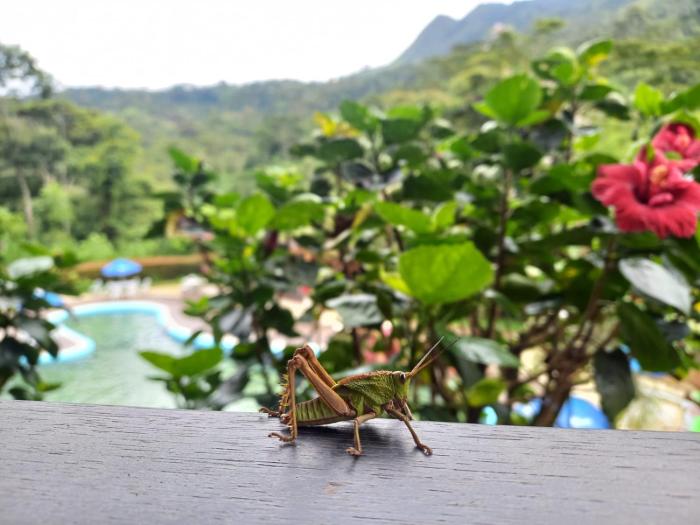 hotel y termales las heliconias