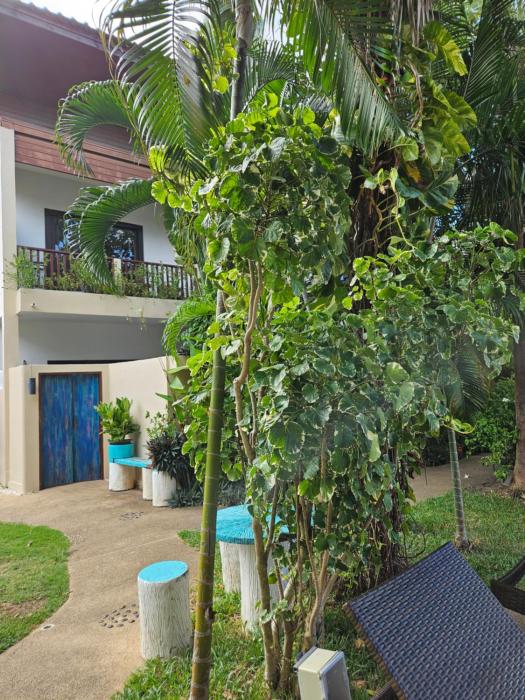 fishermans village samui yoga retreat